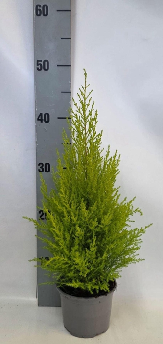 <h4>Cupressus macr. Goldcrest Wilma</h4>