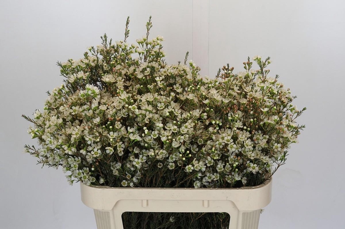 <h4>Chamelaucium Sirius</h4>