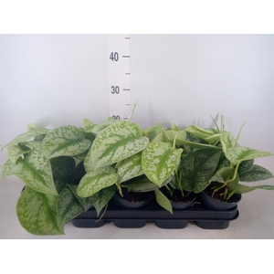 Scindapsus pictus 'Trebie'