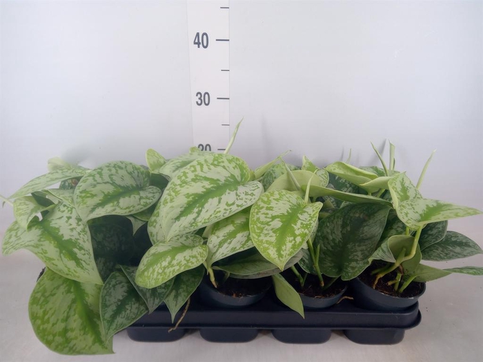 <h4>Scindapsus pictus 'Trebie'</h4>