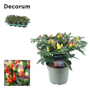 Capscium Annuum Torero Multicolour Red