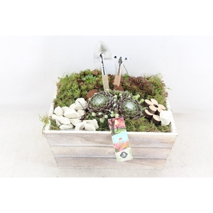 arr4 Semp JS - Hout 4kant 335/2