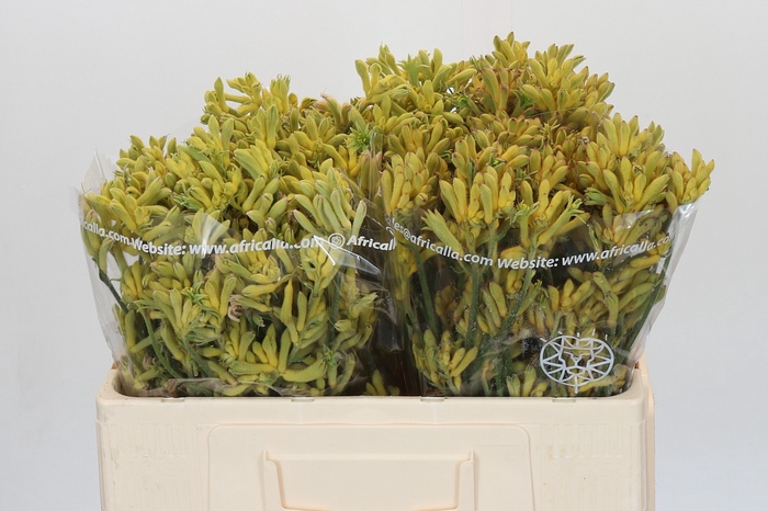 <h4>Anigozanthos Bush Princess</h4>