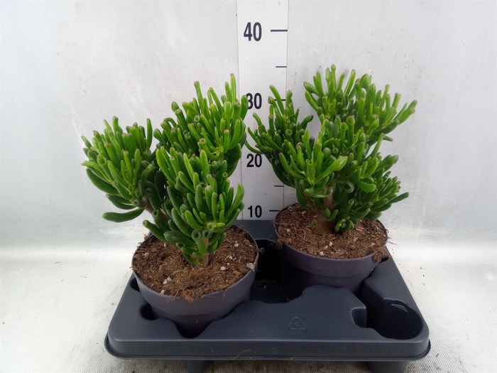 Crassula ovata 'Gollum'