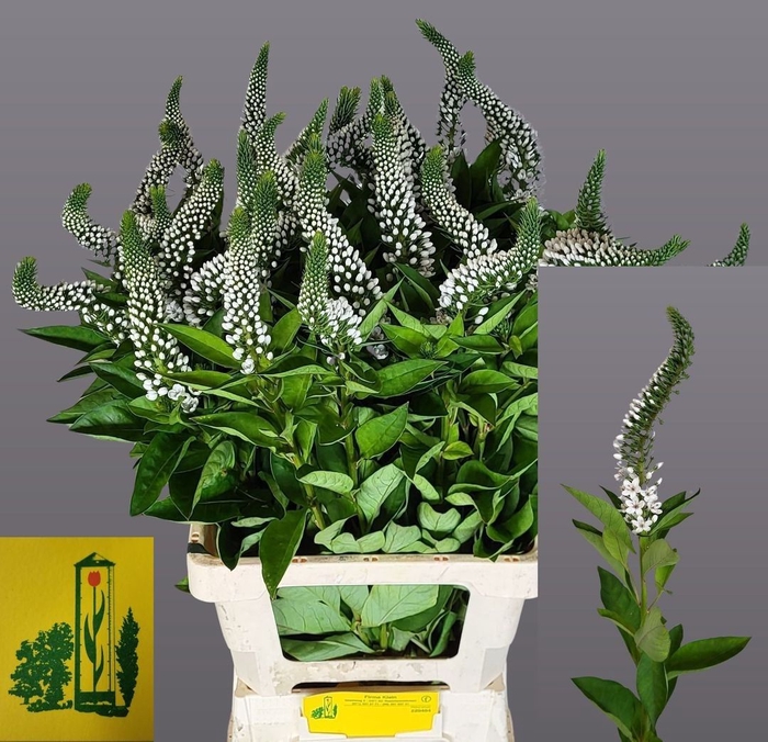 <h4>LYSIM CL MAMBA WHITE</h4>