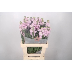 MATTH IRON CHERRY BL