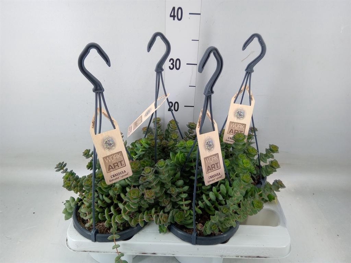 <h4>Crassula   ...</h4>