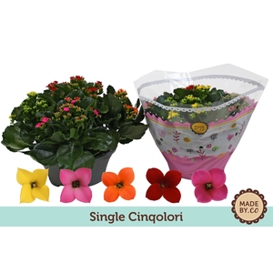 Kalanchoe blos.   ..mix in pot