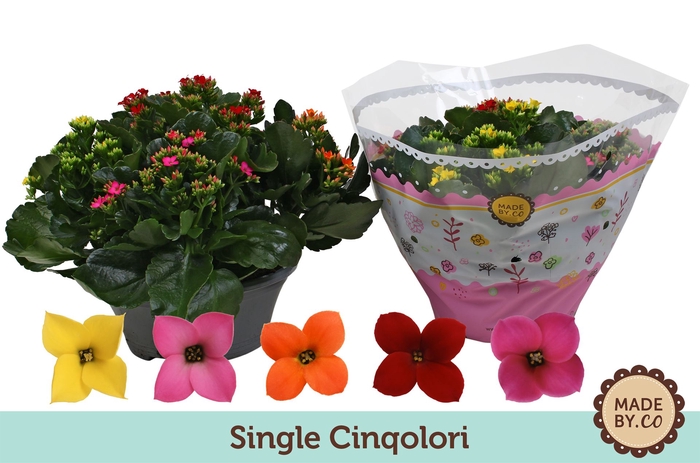<h4>Kalanchoe blos.   ..mix in pot</h4>