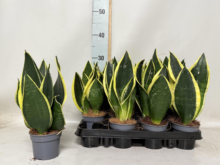 <h4>SANSEV BLACK GOLD</h4>