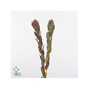 Leucadendron Nervosum