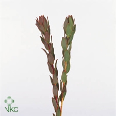 <h4>Leucadendron Nervosum</h4>