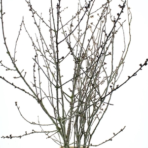 Prunus Serrulata (japanse Kers)