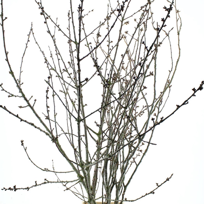 <h4>Prunus Serrulata (japanse Kers)</h4>