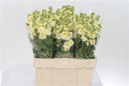 <h4>Matth Mathild Yellow</h4>