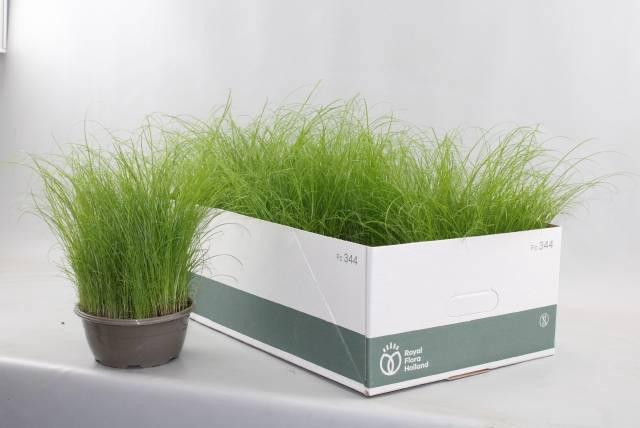 <h4>CYPER ALT ZUMULA</h4>