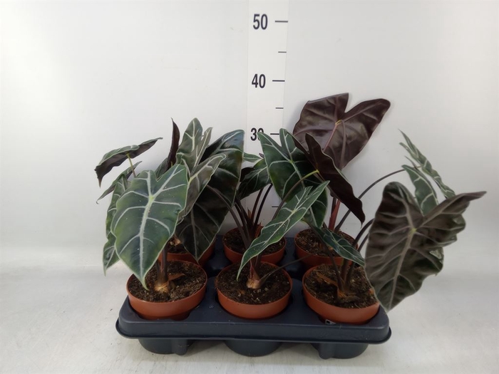 <h4>Alocasia   ...</h4>