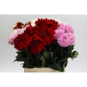 Dahlia Gemengd in fust