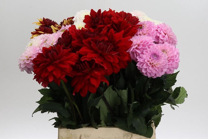 <h4>Dahlia Gemengd in fust</h4>