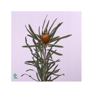 Banksia Dryandra