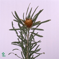 BANKSIA DRYANDRA