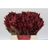 Leucadendron Jester