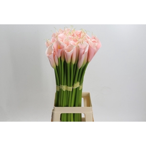 Zantedeschia Eydolls Salmon