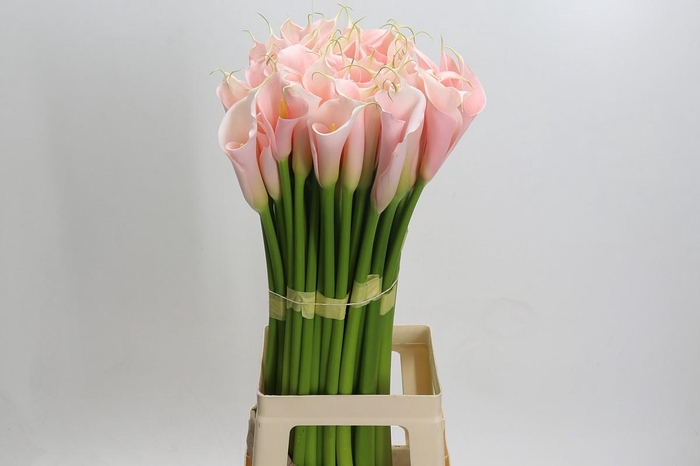 Zantedeschia Eydolls Salmon