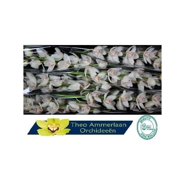 <h4>White Crystal 80 x8</h4>