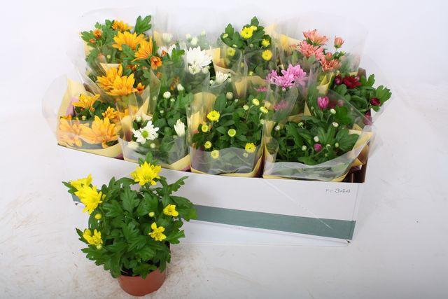 <h4>CHRYS MIX P12</h4>