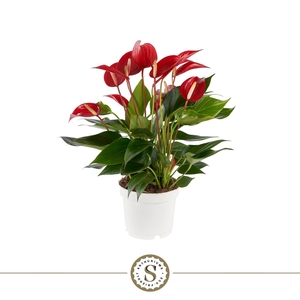 Anthurium Mille Fleurs Roja 12cm