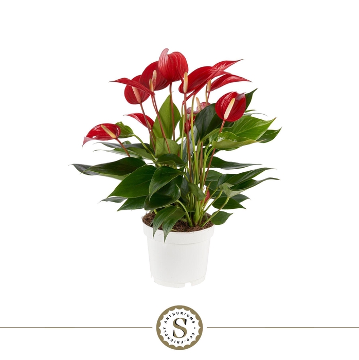 <h4>Anthurium Mille Fleurs Roja 12cm</h4>
