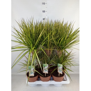 Dracaena marg. 'Sunray'