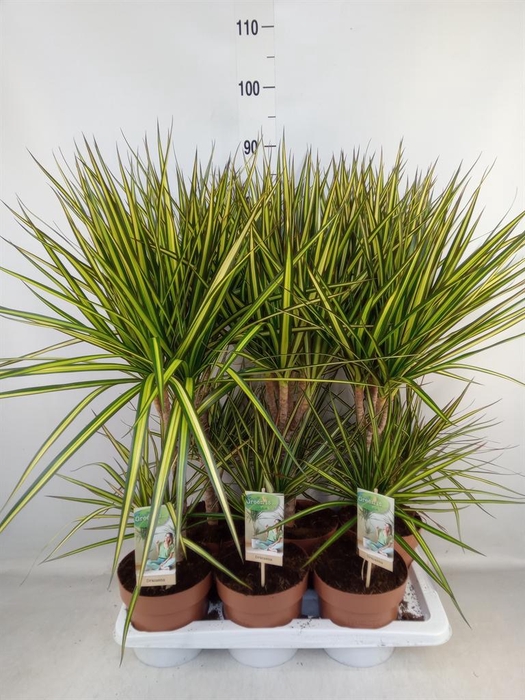 <h4>Dracaena marg. 'Sunray'</h4>
