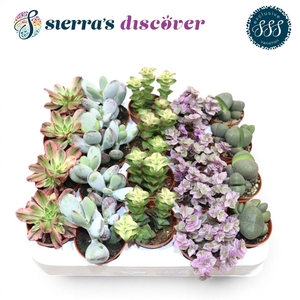 Discover® - Barcelona Succulents Mix (Exclusive)