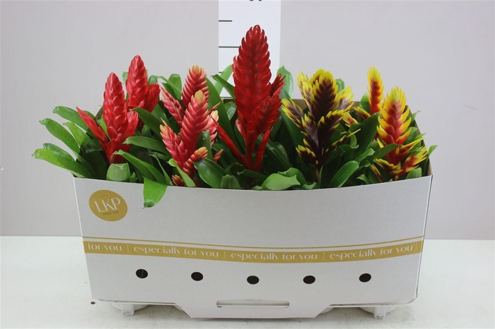 <h4>Vriesea Gemengd</h4>