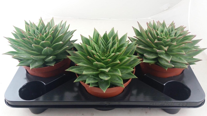 <h4>Echeveria Lip Stick</h4>