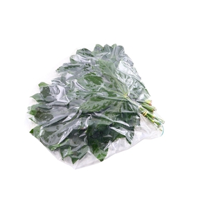 Aralia 20 Cm Baby Vacuum X5