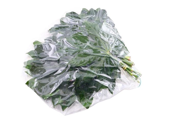 <h4>Aralia 20 Cm Baby Vacuum X5</h4>