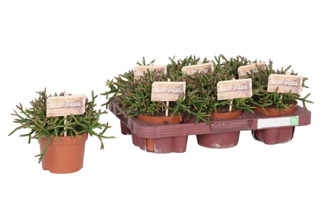 <h4>RHIPSALIS BURCHELLII</h4>