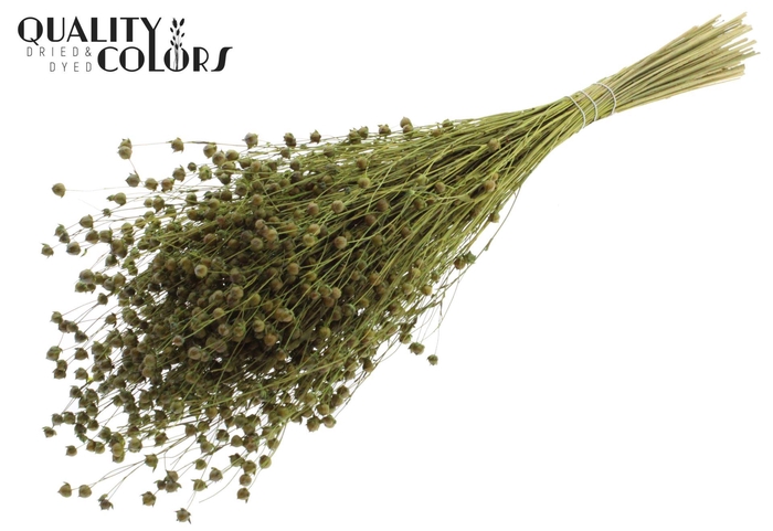<h4>Droogbloemen   ...bewerkt H%</h4>
