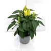 CAPSICUM ANNUUM  p10 Yellow Red