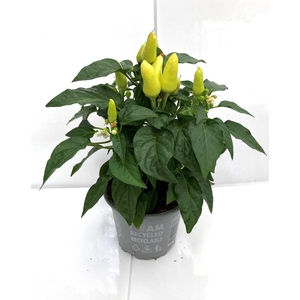 CAPSICUM ANNUUM  p10 Yellow Red