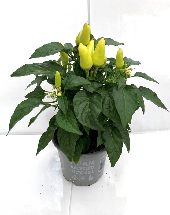 <h4>CAPSICUM ANNUUM  p10 Yellow Red</h4>