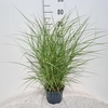Miscanthus Red Chief