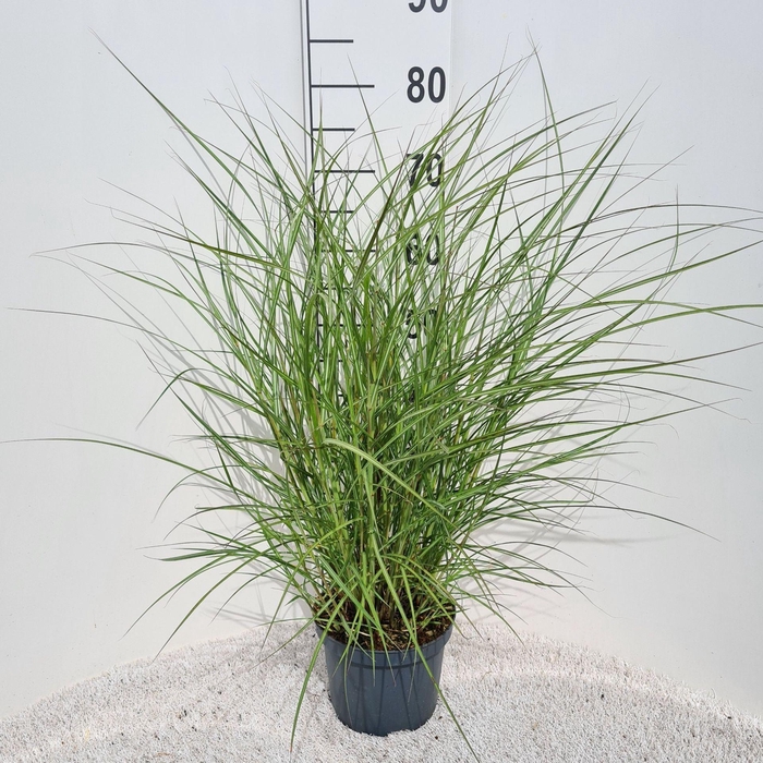 Miscanthus Red Chief