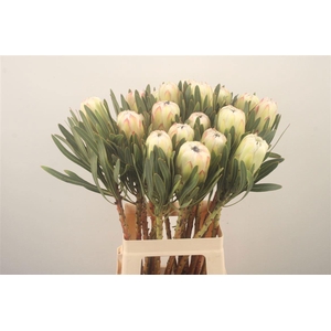 PROTEA WHITE NIGHT