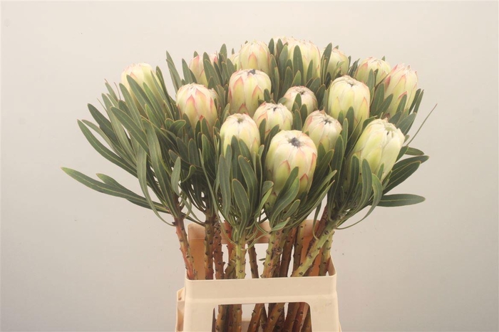 <h4>PROTEA WHITE NIGHT</h4>