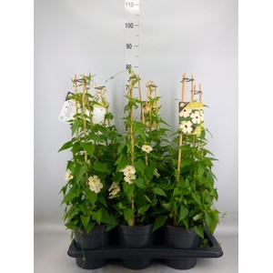 Thunbergia nana 'Snow White'