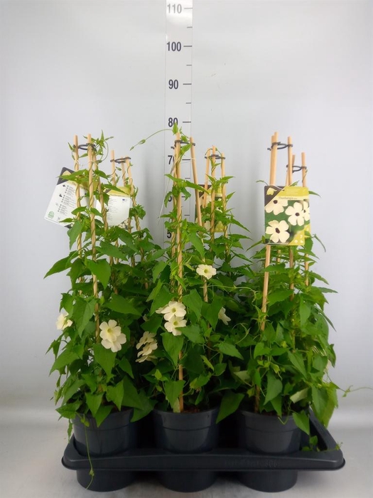 <h4>Thunbergia nana 'Snow White'</h4>